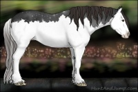 Horse Color:Liver Chestnut Sabino Splash