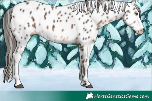 Horse Color:Liver Chestnut Sabino Tobiano Leopard