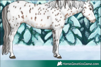 Horse Color:Liver Chestnut Sabino Tobiano Leopard