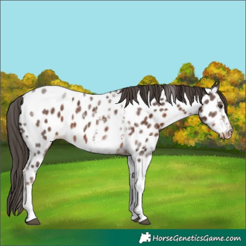 Horse Color:Liver Chestnut Sabino Tobiano Near Leopard 