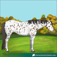 Horse Color:Liver Chestnut Sabino Tobiano Near Leopard 