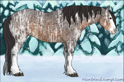 Horse Color:Buckskin Ice Sabino Splash 