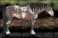 Horse Color:Brown Ice Sabino