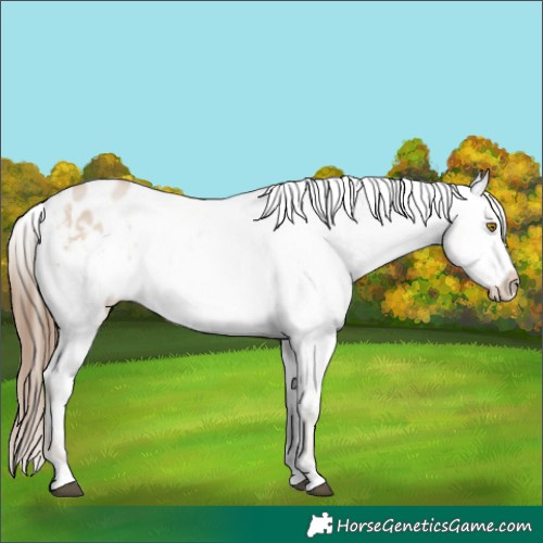 Horse Color:Brown Pearl Dun Varnish 