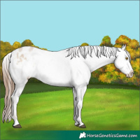 Horse Color:Brown Pearl Dun Varnish 