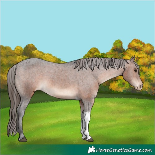 Horse Color:Brown Tobiano Varnish 