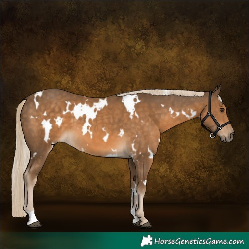 Horse Color:White Spotted Chocolate Palomino 