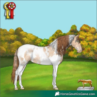 Horse Color:White Spotted Brown Pearl Dun Tobiano Rabicano