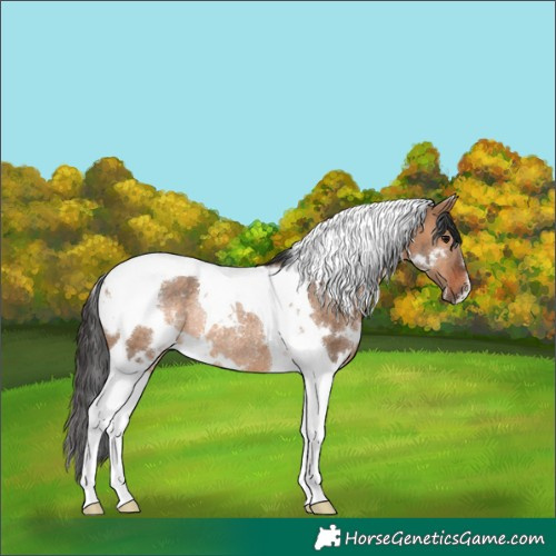Horse Color:White Spotted Brown Dun Tobiano Rabicano 