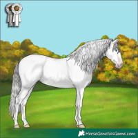 Horse Color:Gray Amber Champagne Dun Sabino Splash Tobiano 