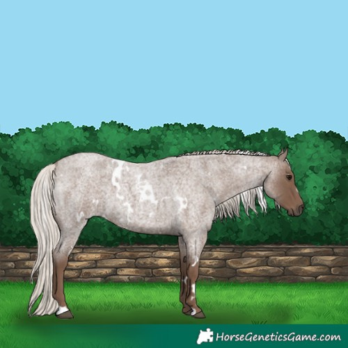 Horse Color:White Spotted Silver Blue Roan 