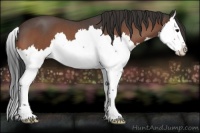 Horse Color:Bay Roan Splash 
