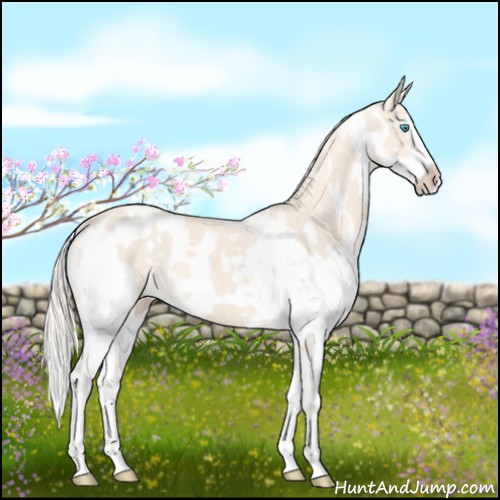 Horse Color:Cremello Splash and White Spotted Cremello Splash