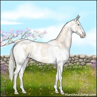 Horse Color:Cremello Splash  and White Spotted Cremello Splash 