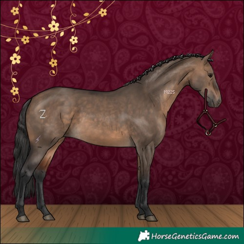 Horse Color:Brown Dun 