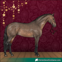 Horse Color:Brown Dun 