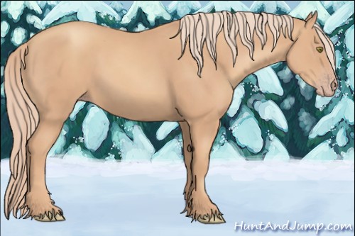 Horse Color:Gold Champagne 