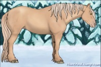 Horse Color:Gold Champagne