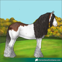 Horse Color:Bay Splash 