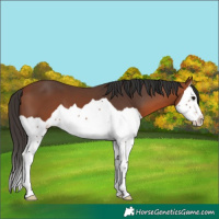 Horse Color:Bay Splash 