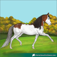 Horse Color:Bay Splash 