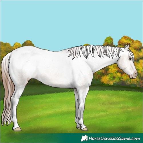 Horse Color:Bay Dun Appaloosa 