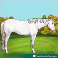 Horse Color:Bay Dun Appaloosa 
