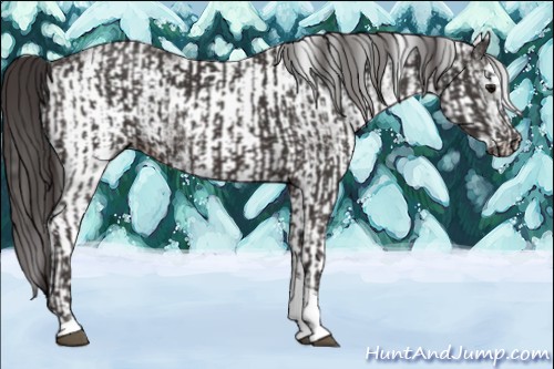 Horse Color:Smoky Black Tobiano and White Spotted Smoky Black