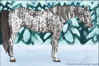 Horse Color:Smoky Black Tobiano  and White Spotted Smoky Black 