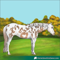 Horse Color:Bay Dun Tobiano Appaloosa 
