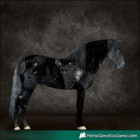 Horse Color:ERROR: UNKNOWN ANOMALY