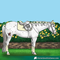 Horse Color:Liver Chestnut Ice Appaloosa 