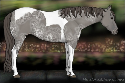 Horse Color:Grullo Ice Tobiano Appaloosa 