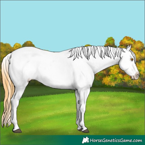 Horse Color:Buckskin Dun Appaloosa 