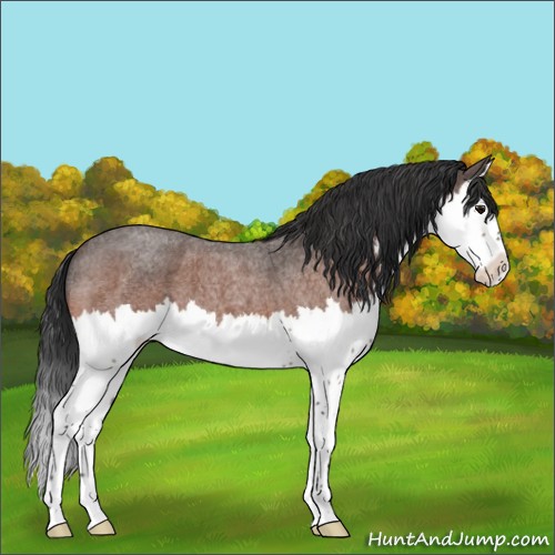 Horse Color:Bay Roan Splash 