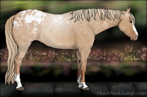 Horse Color:Red Dun Sabino Appaloosa 