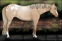 Horse Color:Red Dun Sabino Appaloosa 