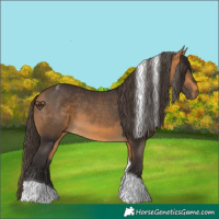 Horse Color:Buckskin Tobiano