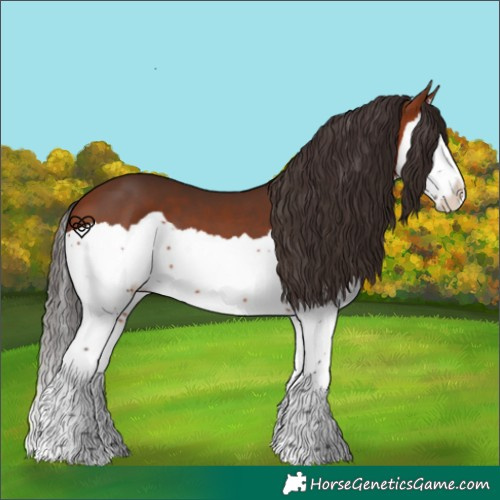 Horse Color:Bay Splash 