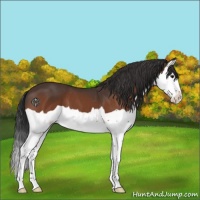 Horse Color:Bay Splash 