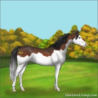 Horse Color:Bay Splash 