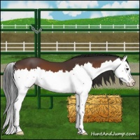 Horse Color:Bay Splash 