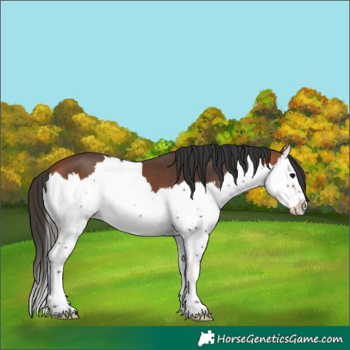 Horse Color:Bay Splash