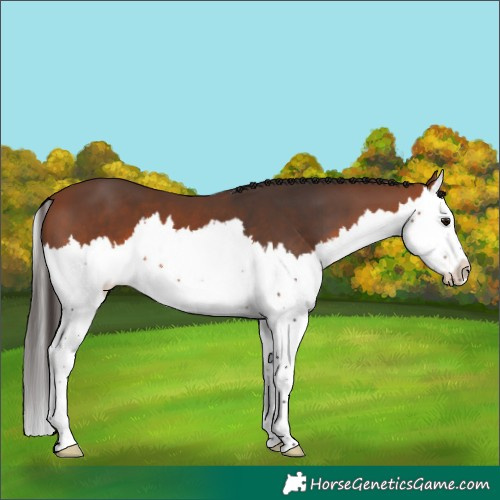 Horse Color:Bay Splash 
