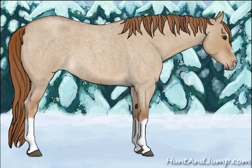 Horse Color:Red Dun Roan Splash Frame Rabicano