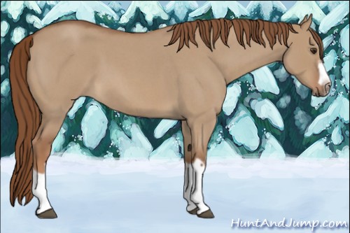 Horse Color:Red Dun Roan Splash Frame Rabicano 