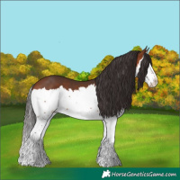 Horse Color:Bay Splash 