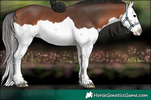 Horse Color:Bay Splash 