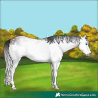 Horse Color:Gray Bay Splash 
