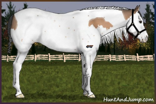 Horse Color:Brown Dun Splash Tobiano